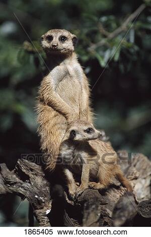 Stock Photography - Young meerkat with adult, Africa. Fotosearch