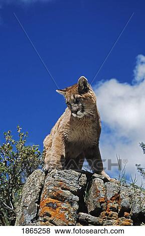 Young mountain lion (Felis concolor) looks down from rock outcrop View Large Photo Image Stock Photo - Young mountain lion (Felis concolor) looks down from rock outcrop. Fotosearch