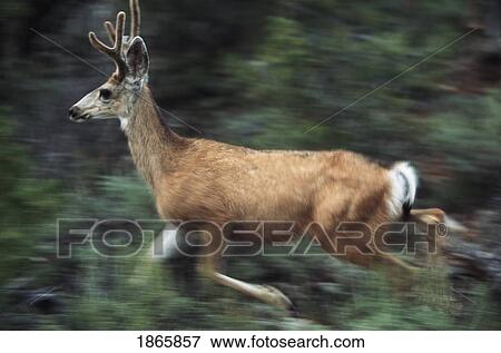 Young mule deer buck running, Grand Canyon National Park, Arizona, USA View Large Photo Image Stock Photo - Young mule deer buck running, Grand Canyon National Park, Arizona, USA. Fotosearch