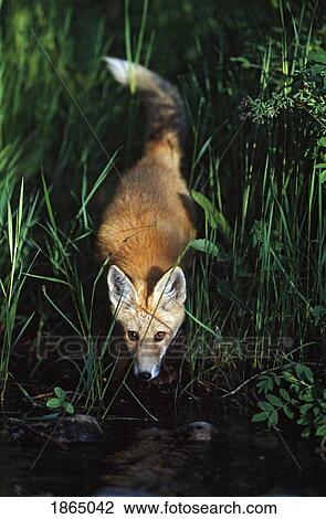 Stock Image - Young red fox (Vulpes vulpes) at stream edge. Fotosearch