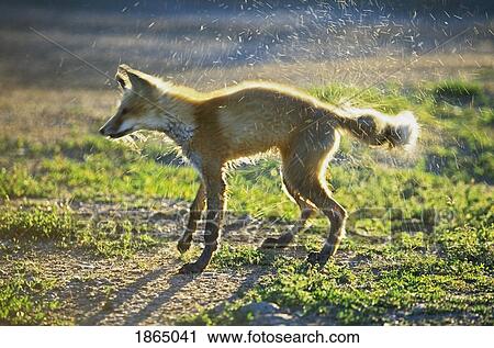 Stock Image - Young red fox (Vulpes vulpes) shakes off water. Fotosearch