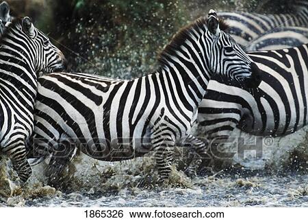Stock Photograph - Zebras splashing in river, Serengeti National Park, Tanzania, Africa. Fotosearch