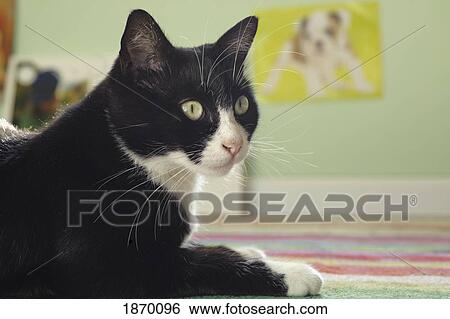 a cat lying on the floor View Large Photo Image Stock Photograph - a cat lying on the floor. Fotosearch