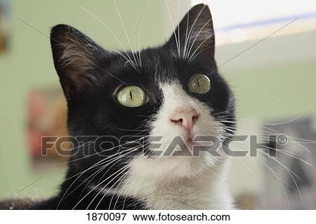 a cat View Large Photo Image Stock Photo - a cat. Fotosearch