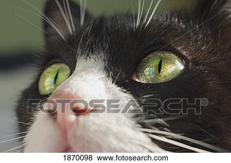 Stock Photo - a cat's face. Fotosearch