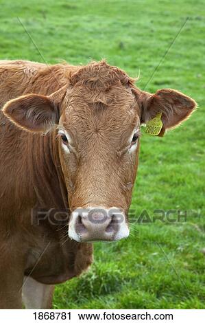 Stock Image - a cow. Fotosearch