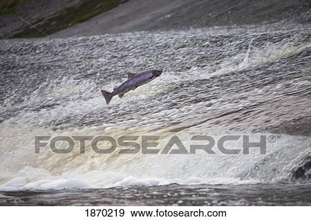 Stock Photo - a fish jumping upstream in the water. Fotosearch