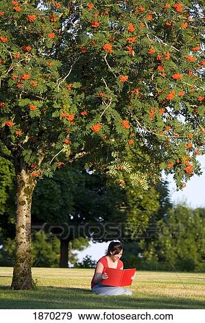 a girl reading on the grass under a tree View Large Photo Image Stock Photo - a girl reading on the grass under a tree. Fotosearch