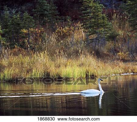 Stock Image - a goose swimming in a pond close to shore. Fotosearch