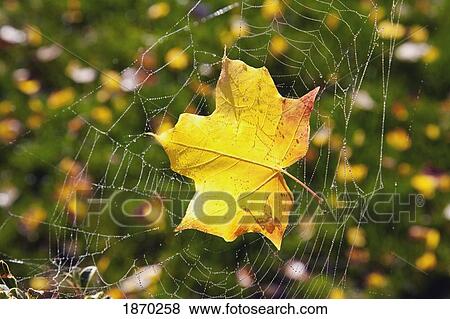 Stock Photo - a maple leaf caught in a spider's web. Fotosearch