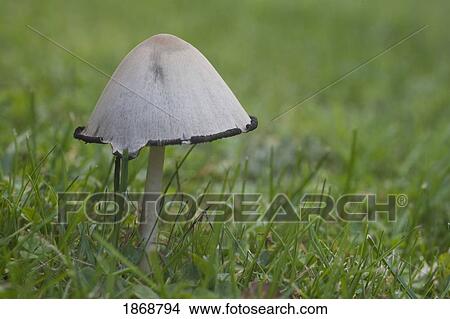 Picture - a mushroom growing in the grass. Fotosearch