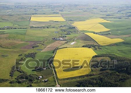 Stock Image - Aerial of flowering canola fields, Alberta, Canada. Fotosearch