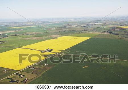 Aerial of flowering canola fields, Alberta, Canada View Large Photo Image Stock Photo - Aerial of flowering canola fields, Alberta, Canada. Fotosearch