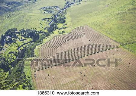 Stock Image - Aerial of hay bales in cut field, Alberta, Canada. Fotosearch