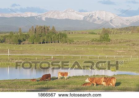 Alberta, Canada; Cattle grazing near a pond in the foothills with mountains in the background View Large Photo Image Stock Photo - Alberta, Canada; Cattle grazing near a pond in the foothills with mountains in the background. Fotosearch