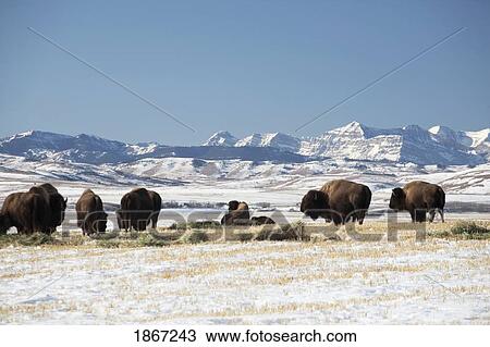 american bison (bison bison), west of high river, alberta, canada View Large Photo Image Stock Image - american bison (bison bison), west of high river, alberta, canada. Fotosearch