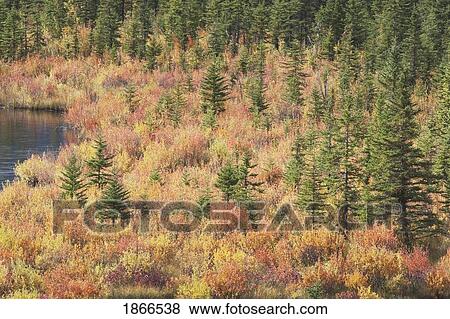 Autumn in Vermilion Lakes, Banff National Park, Alberta, Canada View Large Photo Image Stock Photo - Autumn in Vermilion Lakes, Banff National Park, Alberta, Canada. Fotosearch