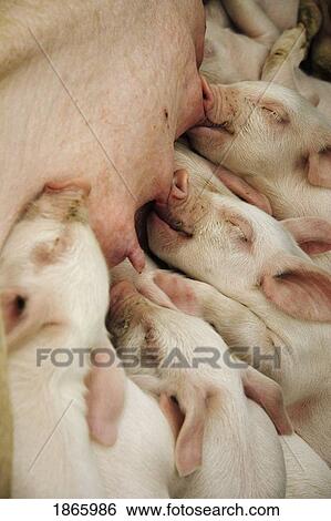 Stock Photograph - Baby piglets suckling, Calgary, Alberta, Canada. Fotosearch