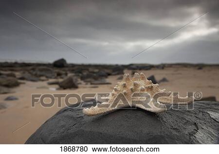bamburgh, northumberland, england; starfish sitting on a rock View Large Photo Image Stock Image - bamburgh, northumberland, england; starfish sitting on a rock. Fotosearch