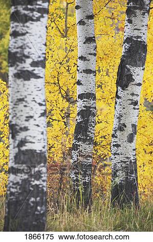 Stock Photography - Bark of aspen trees in autumn, Kananaskis Country, Alberta, Canada. Fotosearch