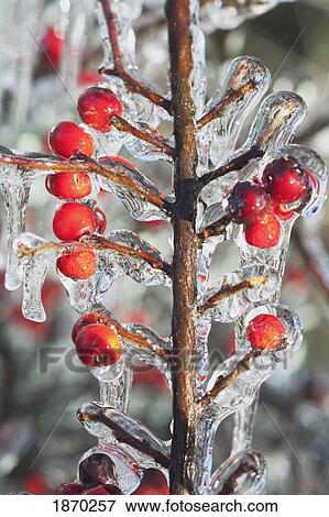 Stock Photo - berries on a branch covered with ice. Fotosearch