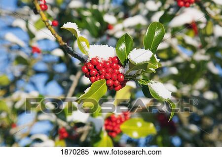 berries on a branch covered with snow View Large Photo Image Stock Photography - berries on a branch covered with snow. Fotosearch