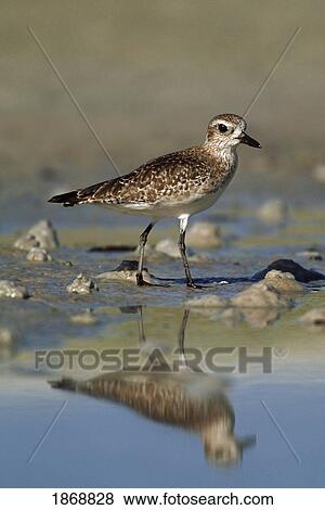 black-bellied plover (pluvialis squatarola) in winter plumage reflected in tide pool along shoreline View Large Photo Image Stock Photo - black-bellied plover (pluvialis squatarola) in winter plumage reflected in tide pool along shoreline. Fotosearch