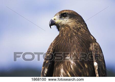 black kite (milvus migrans), pokhara, nepal View Large Photo Image Stock Image - black kite (milvus migrans), pokhara, nepal. Fotosearch
