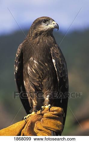 Stock Photo - black kite (milvus migrans), pokhara, nepal. Fotosearch