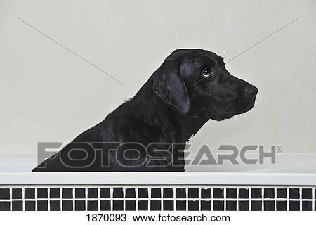 black labrador View Large Photo Image Stock Image - black labrador. Fotosearch