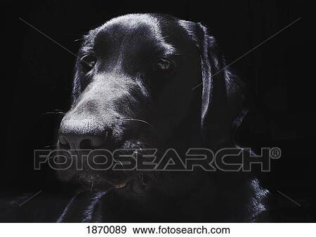 Stock Photo - black labrador. Fotosearch