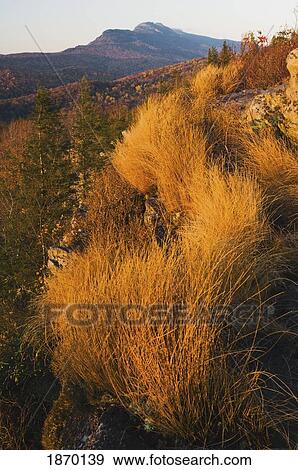 blue ridge parkway, north carolina, united states of america; mountain oat grass in autumn and grandfather mountain in the background View Large Photo Image Stock Photo - blue ridge parkway, north carolina, united states of america; mountain oat grass in autumn and grandfather mountain in the background. Fotosearch
