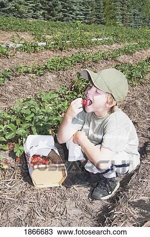 Boy eating strawberries he has picked View Large Photo Image Stock Image - Boy eating strawberries he has picked. Fotosearch