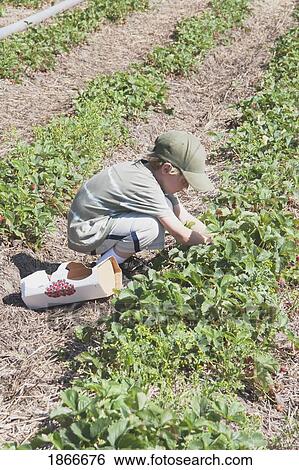 Boy picking srawberries View Large Photo Image Stock Photograph - Boy picking srawberries. Fotosearch
