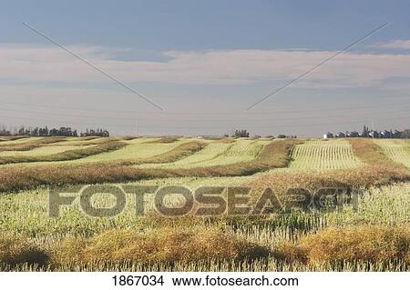Canola drying on a field View Large Photo Image Picture - Canola drying on a field. Fotosearch