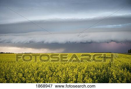 canola field with a stormy sky in the distance View Large Photo Image Stock Photo - canola field with a stormy sky in the distance. Fotosearch