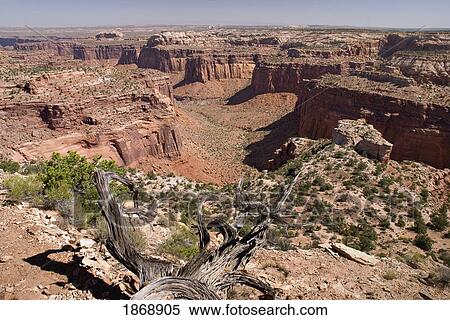 Stock Photography - canyon national park, utah, united states of america; a canyon in the island in the sky district. Fotosearch
