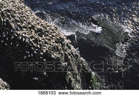 cape st. mary's ecological reserve, newfoundland, canada View Large Photo Image Stock Image - cape st. mary's ecological reserve, newfoundland, canada. Fotosearch