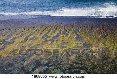 Stock Photography - carrageenan seaweed harvesting, bukit peninsula, bali, indonesia. Fotosearch