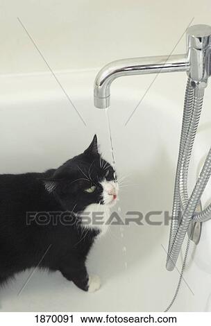 cat drinking water dripping from a tap View Large Photo Image Stock Image - cat drinking water dripping from a tap. Fotosearch