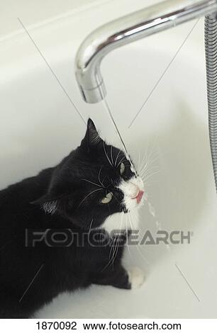 cat drinking water from a tap View Large Photo Image Stock Image - cat drinking water from a tap. Fotosearch