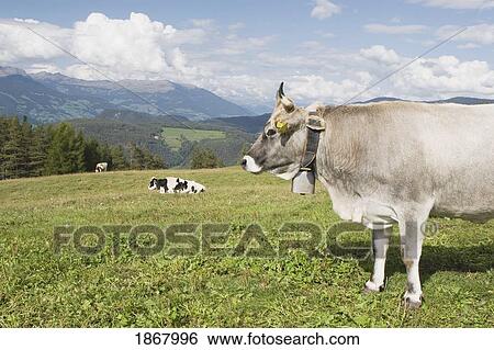 Stock Photograph - cattle, fie allo sciliar, alto adige, italy. Fotosearch
