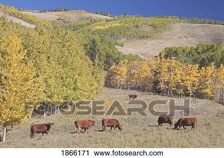 Stock Image - Cattle grazing amongst fall colors, Alberta, Canada. Fotosearch
