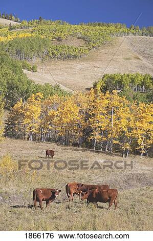 Cattle grazing in autumn, Alberta, Canada View Large Photo Image Stock Photograph - Cattle grazing in autumn, Alberta, Canada. Fotosearch