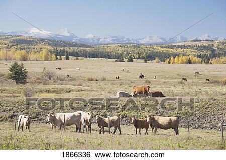 Stock Photograph - Cattle grazing in autumn foothills, Alberta, Canada. Fotosearch