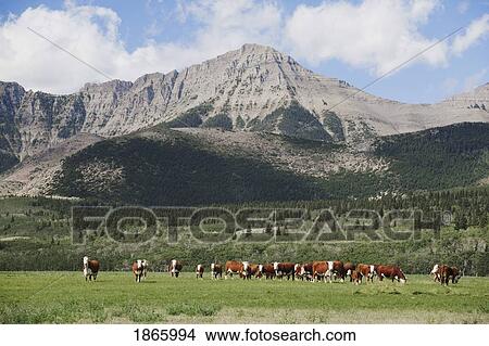 Cattle grazing in foothills, Alberta, Canada View Large Photo Image Picture - Cattle grazing in foothills, Alberta, Canada. Fotosearch