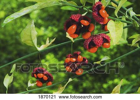 clemmons, north carolina, united states of america; bursting hearts (euonymus americanus) fruit breaking open in the fall View Large Photo Image Stock Image - clemmons, north carolina, united states of america; bursting hearts (euonymus americanus) fruit breaking open in the fall. Fotosearch