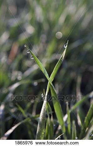 Close-up of dew on blades of grass, Alberta, Canada View Large Photo Image Stock Photograph - Close-up of dew on blades of grass, Alberta, Canada. Fotosearch