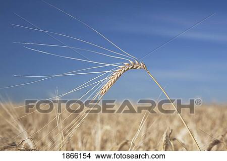 Picture - Close-up of ripe barley, Alberta, Canada. Fotosearch