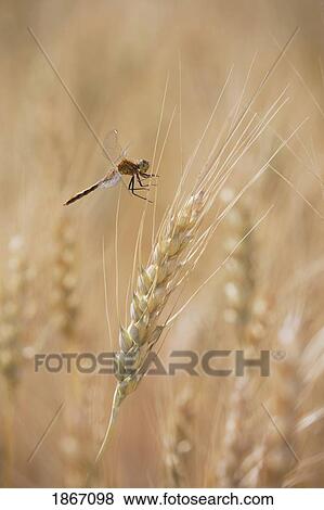 Stock Photo - Close up of wheat head and a dragonfly. Fotosearch